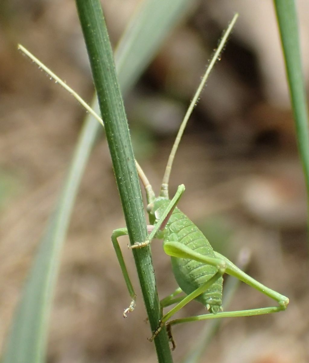 Giovane neanide di Acrometopa italica (Phaneropteridae)